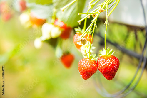 Red strawberries hanging from plant in springtime