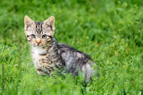 A small kitten on a green lawn