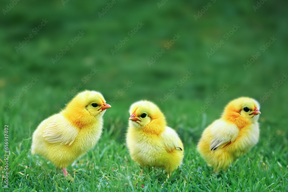 Little chickens on a green lawn. Cute fluffy chickens together on green grass outdoors