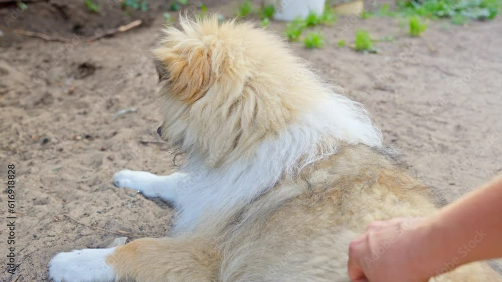 A rough Collie laying down on the ground while the owner is scratching him on the back and showing affection A rough Collie laying down on the ground while the owner is scratching him on the back and showing affection