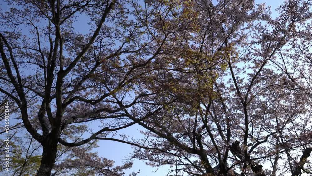 Camera looks up to the tree branches and leaves against blue sky Camera looks up to the tree branches and leaves against blue sky