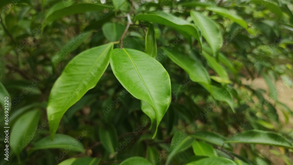 The walik banyan or breech banyan is a species of ficus kurzii in the family Moraceae, native to China (Yunnan), Indochina and Malaysia. The walik banyan or breech banyan is a species of ficus kurzii in the family Moraceae, native to China (Yunnan), Indochina and Malaysia.