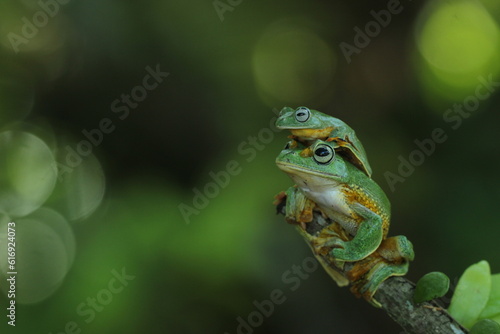 frog  green frog  flying frog  two cute green frogs