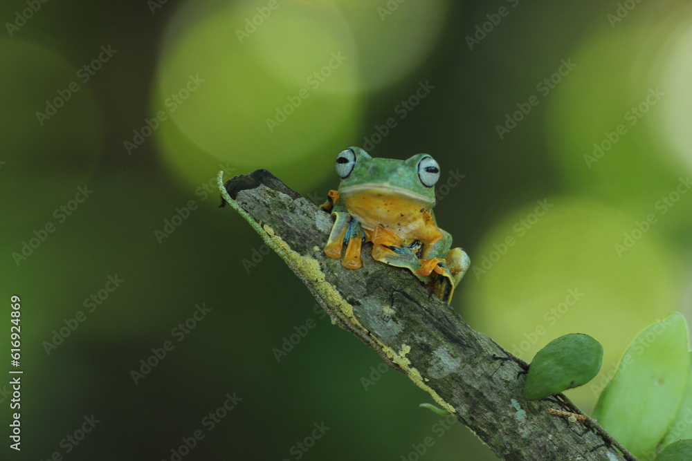 Obraz premium frog, green frog, flying frog, two cute green frogs