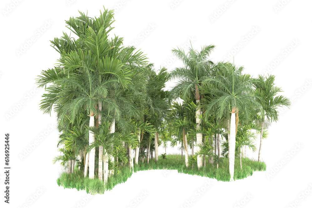 Fototapeta premium Palm trees isolated on transparent background. 3d rendering - illustration