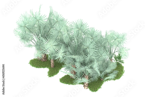 Tropical forest isolated on transparent background. 3d rendering - illustration