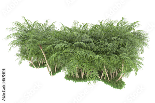 Tropical forest isolated on transparent background. 3d rendering - illustration