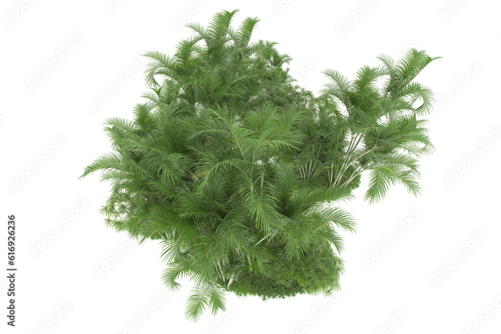 Fototapeta premium Tropical forest isolated on transparent background. 3d rendering - illustration