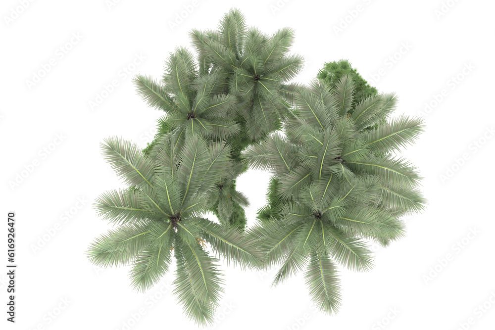 Tropical forest isolated on transparent background. 3d rendering - illustration Tropical forest isolated on transparent background. 3d rendering - illustration