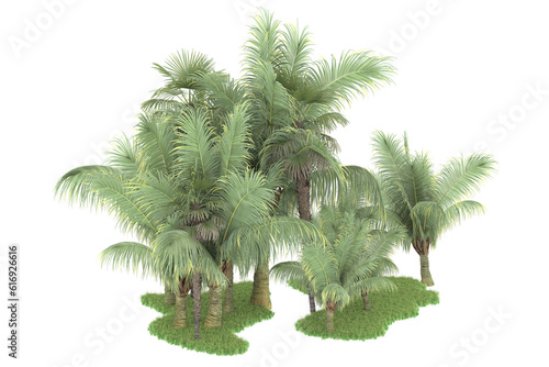 Tropical forest isolated on transparent background. 3d rendering - illustration