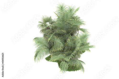 Tropical forest isolated on transparent background. 3d rendering - illustration