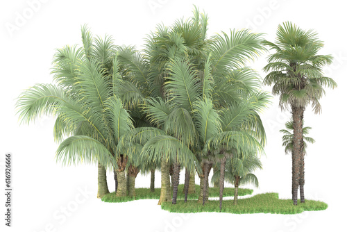 Tropical forest isolated on transparent background. 3d rendering - illustration