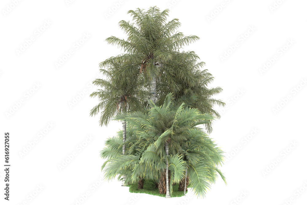 Tropical forest isolated on transparent background. 3d rendering - illustration Tropical forest isolated on transparent background. 3d rendering - illustration