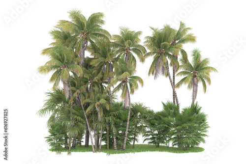 Tropical forest isolated on transparent background. 3d rendering - illustration