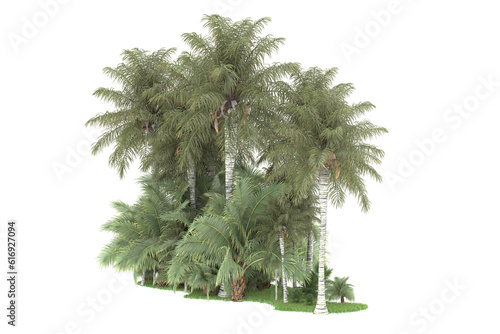 Tropical forest isolated on transparent background. 3d rendering - illustration