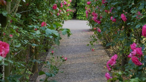 Wooden pergola overgrown with beautiful pink roses. Wooden garden support structure. Trellis. Rose garden. Chorzow, Silesian Park.