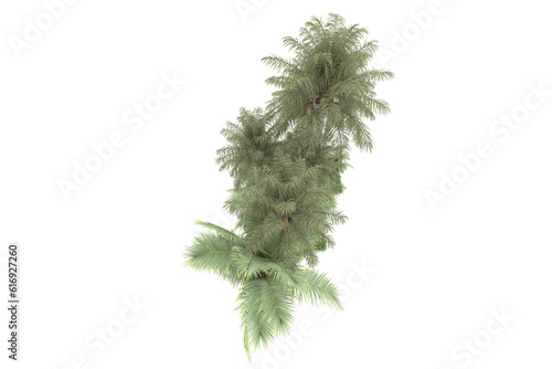 Tropical forest isolated on transparent background. 3d rendering - illustration