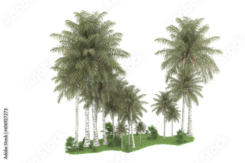 Tropical forest isolated on transparent background. 3d rendering - illustration