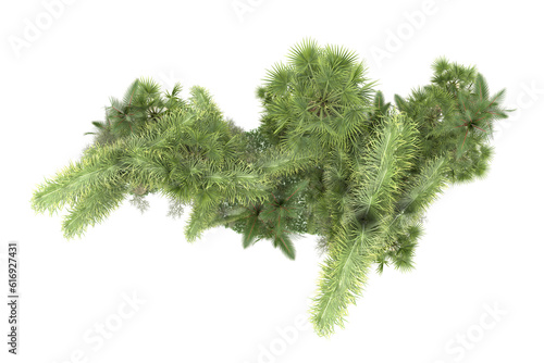 Tropical forest isolated on transparent background. 3d rendering - illustration