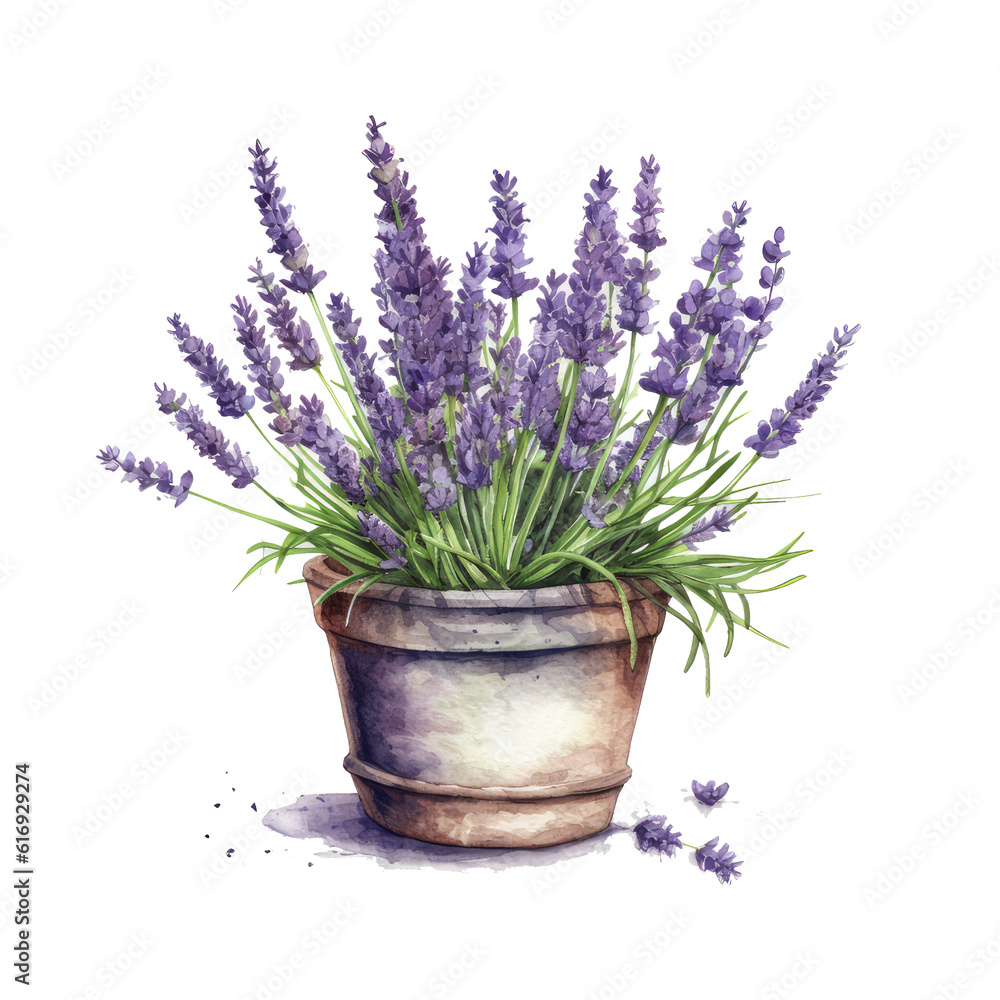 Watercolor illustration of a pot of lavender Watercolor illustration of a pot of lavender