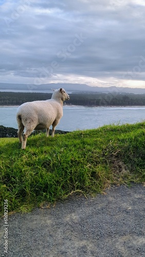 Fototapeta Naklejka Na Ścianę i Meble -  sheep on the hill