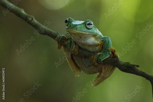 frog, green frog, flying frog, a cute green frog