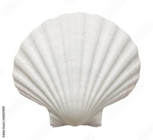 Fotografiet Close up of ocean shell, png, cut out, without background