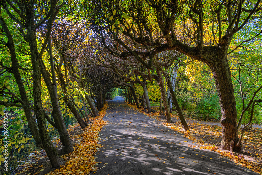 Tree Tunnel In Oliwa Park In Gdansk, Poland Tree Tunnel In Oliwa Park In Gdansk, Poland