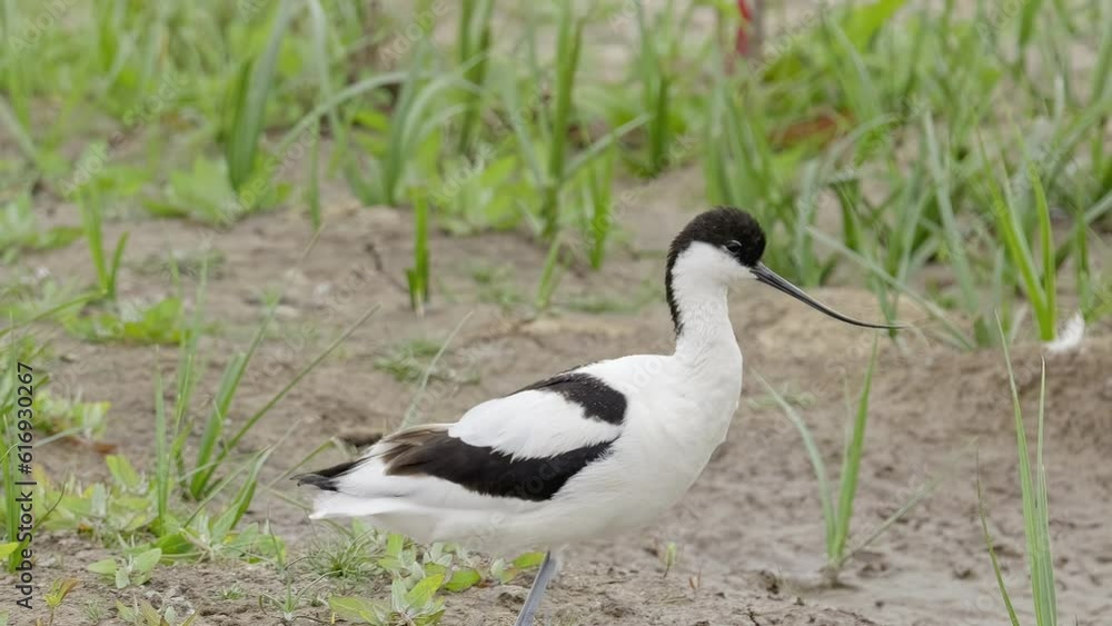 Avocet wading seabird feeding on the marshlands of the lincolnshire coast marshlands, UK Avocet wading seabird feeding on the marshlands of the lincolnshire coast marshlands, UK