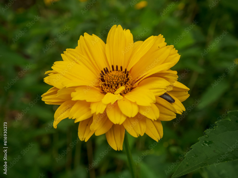 A close-up photo of a heliopsis flower A close-up photo of a heliopsis flower