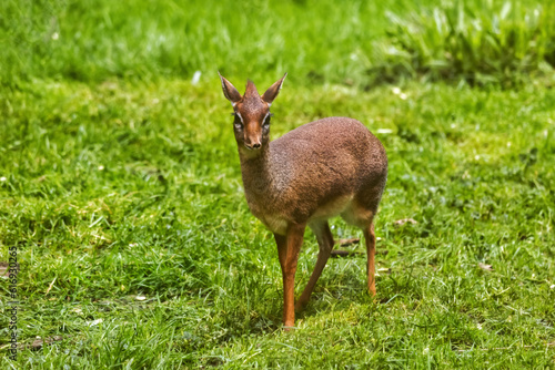Kirk Dik-dik Tiny Antelope photo