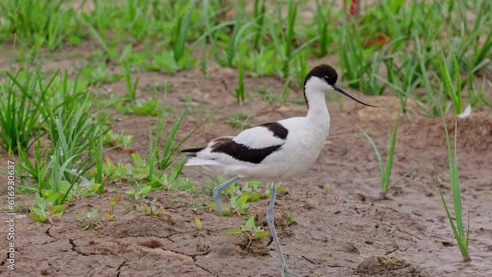 Avocet wading seabird feeding on the marshlands of the lincolnshire coast marshlands, UK Avocet wading seabird feeding on the marshlands of the lincolnshire coast marshlands, UK