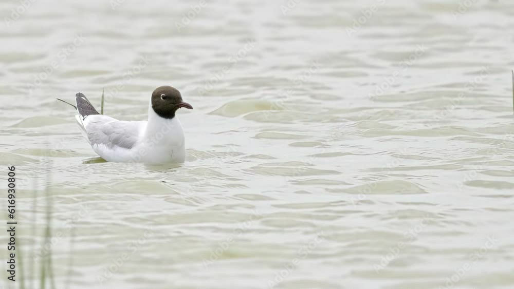 Black-headed gull in coastal waters, Lincolnshire marshlands UK Black-headed gull in coastal waters, Lincolnshire marshlands UK