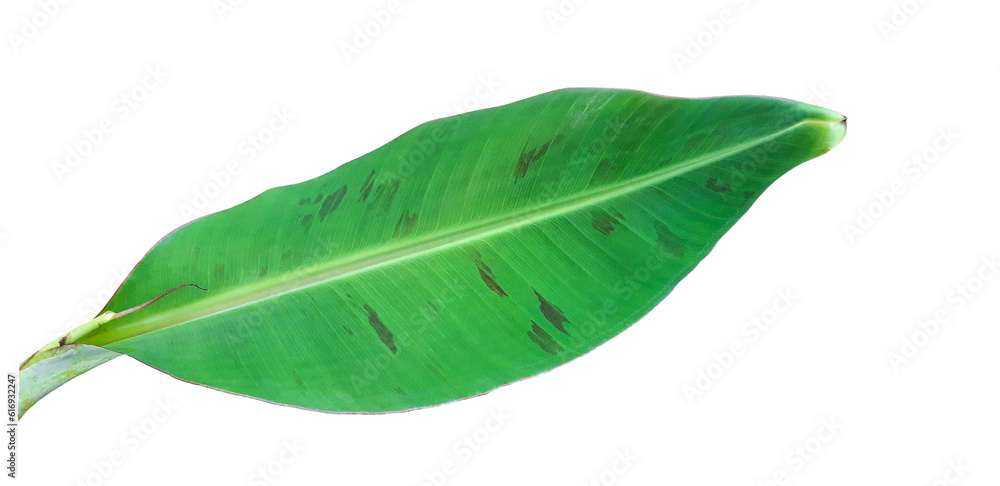 Obraz premium Banana leaf on transparent background.