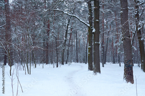 Winter quiet footpath for healthy walks in the forest park among the trees