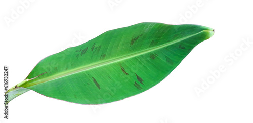 Banana leaf on transparent background.