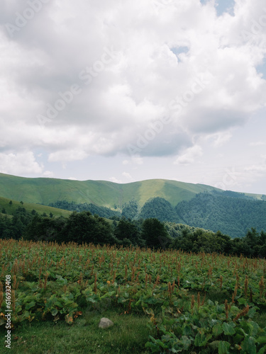 Enchanting Summer Landscape of Carpathian Mountains in Mist