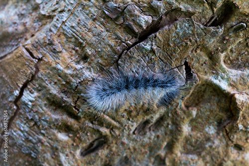 Eupterote Testacea (Walker). Black caterpillar with white hair Tree background © parinya