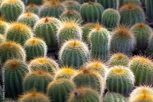 cactus garden on the farm hobby and leisure activities for another form of happiness