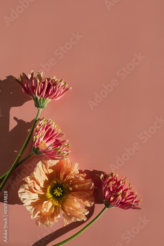 Beautiful pink gerber and poppy flowers with sunlight shadow silhouette on neutral pastel salmon pink background. Aesthetic minimal floral composition with copy space and sun light shade