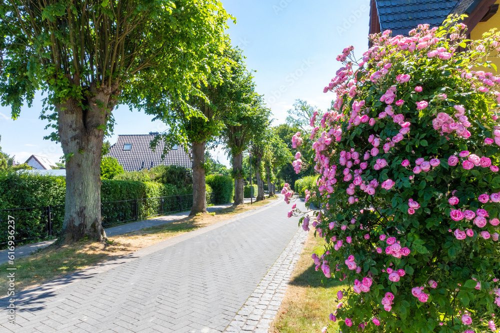 Naklejka premium Spaziergang am Nachmittag durch Zingst an der Ostsee.