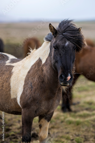 Portrait two colored icelandic horse in rough weather in summer