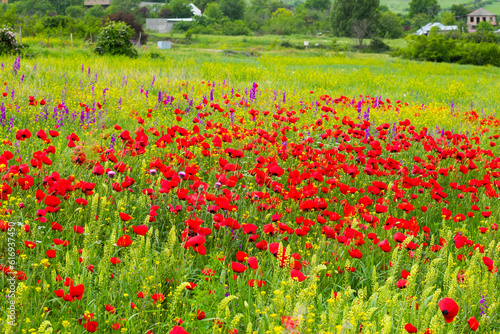 Field of poppy flowers  daylight and outdoor  Georgian nature