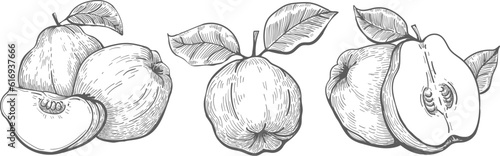Quince sketch drawings