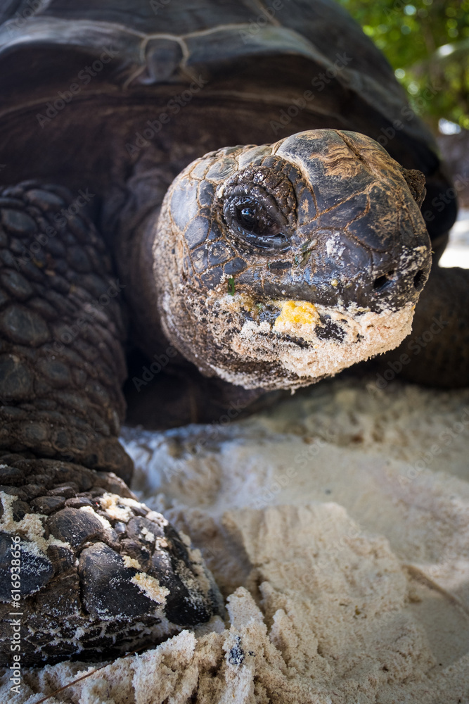 Seychelles Giant Aldabra Tortoise Seychelles Giant Aldabra Tortoise