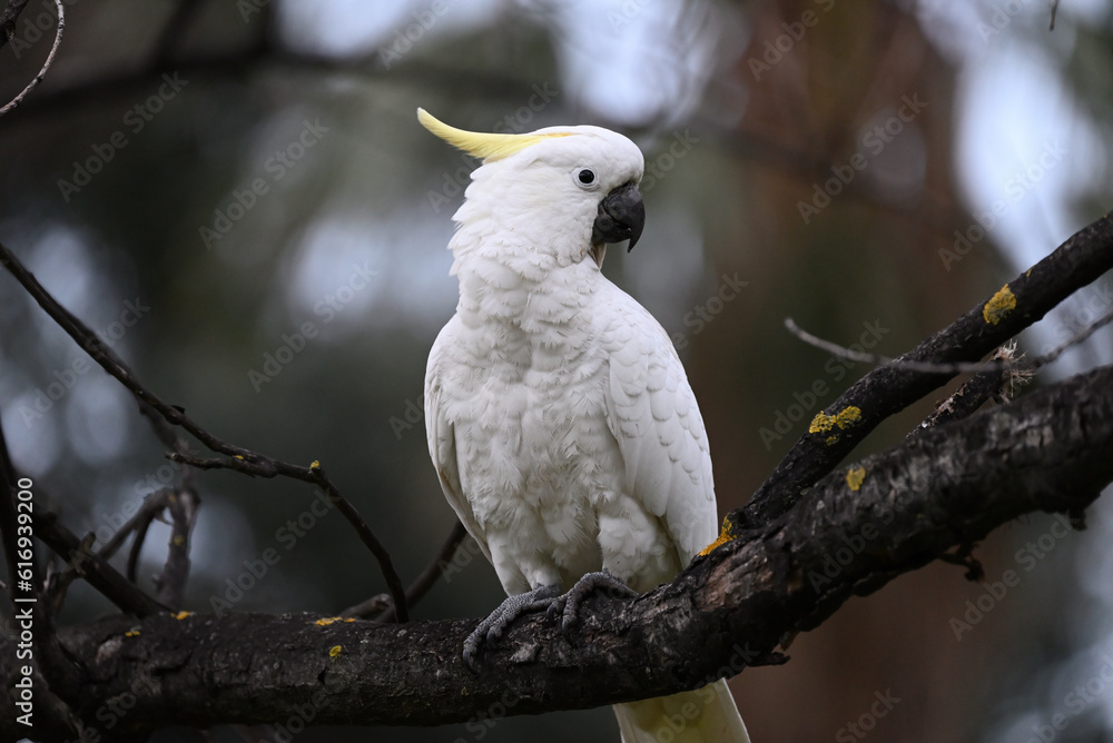 A sulphur-crested cockatoo perched on a branch in a bare deciduous tree during winter, with the large white bird turning its head to the side A sulphur-crested cockatoo perched on a branch in a bare deciduous tree during winter, with the large white bird turning its head to the side