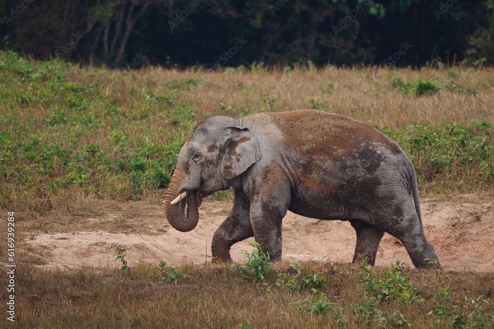 Fototapeta premium Wild Asian Elephants in the forest