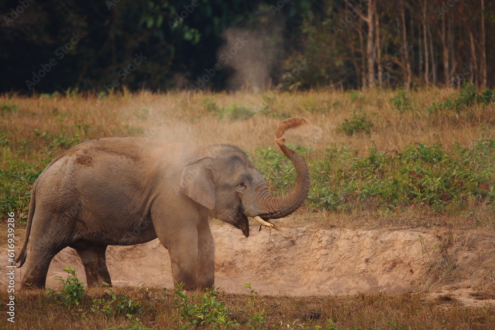 Fototapeta premium Wild Asian Elephants in the forest