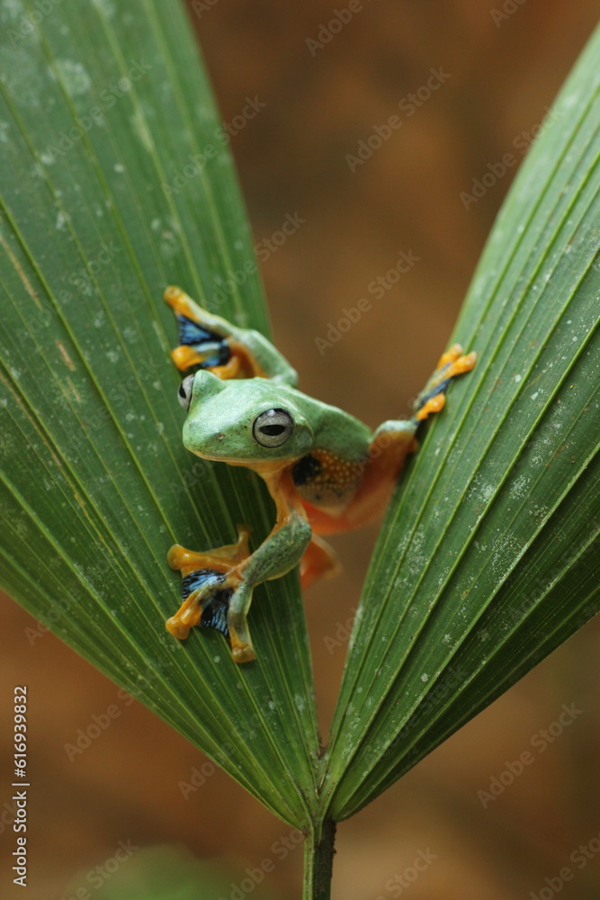 frogs, green frogs, flying frogs, green frogs on the leaves