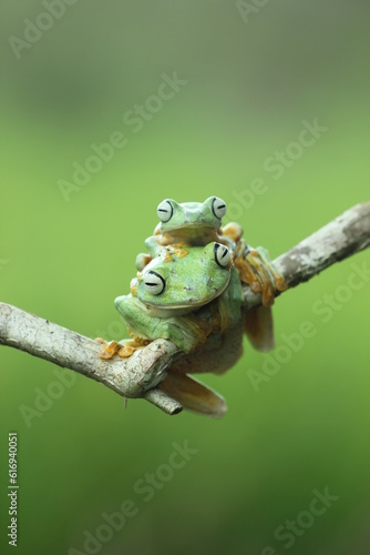 frogs, flying frogs, green frogs, two green frogs overlapping on a green background